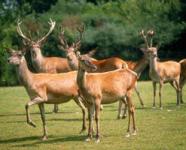 Haus kaufen Javea - Alicante - Spanien - Spanien klein plm0jh4wxxjn