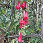 Haus kaufen Loncoche klein 7qdxcsgy44je