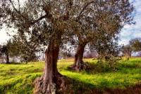 Haus kaufen Montorgiali klein 8sv8dgn3hxg4