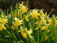 Haus kaufen Pirmasens klein jkx0hglb71c2