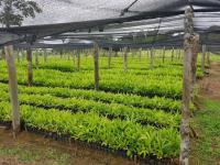 Haus kaufen Ponta da Tulha klein 9pv6m156dsde