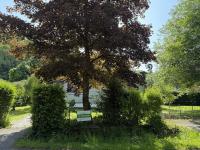 Haus kaufen Roetgen klein 3oybilnstmrj