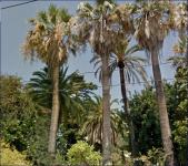 Haus kaufen Sanremo klein cx0z1bxv95tj