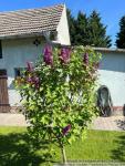 Haus kaufen Schönewalde klein 7ebmso2ccywa