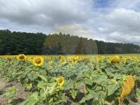 Haus kaufen Schwielochsee klein oxxsl4fqd16f