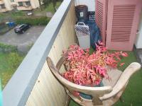 Wohnung kaufen Baden-Baden klein 94tyr0vgxzkm