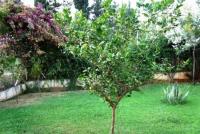 Wohnung kaufen Konakli klein ytpsq93zr2aq