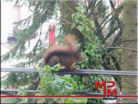 Wohnung mieten Baden-Baden klein erjf8s4u5pej