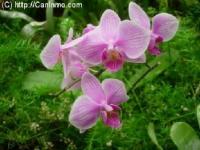 Wohnung mieten Playa del Ingles klein pz1kdld8xaw2