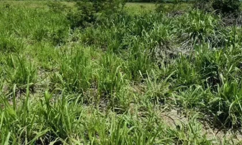 Gewerbe kaufen Fuerte Olimpo max l778fro9n4pk