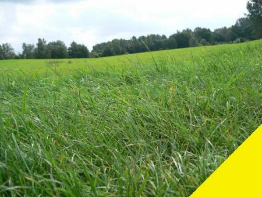 Grundstück kaufen Blumenhagen max 9eg7udj8dryg