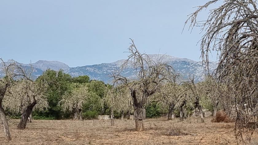 Grundstück kaufen Costitx max 96d2evtvl6m3