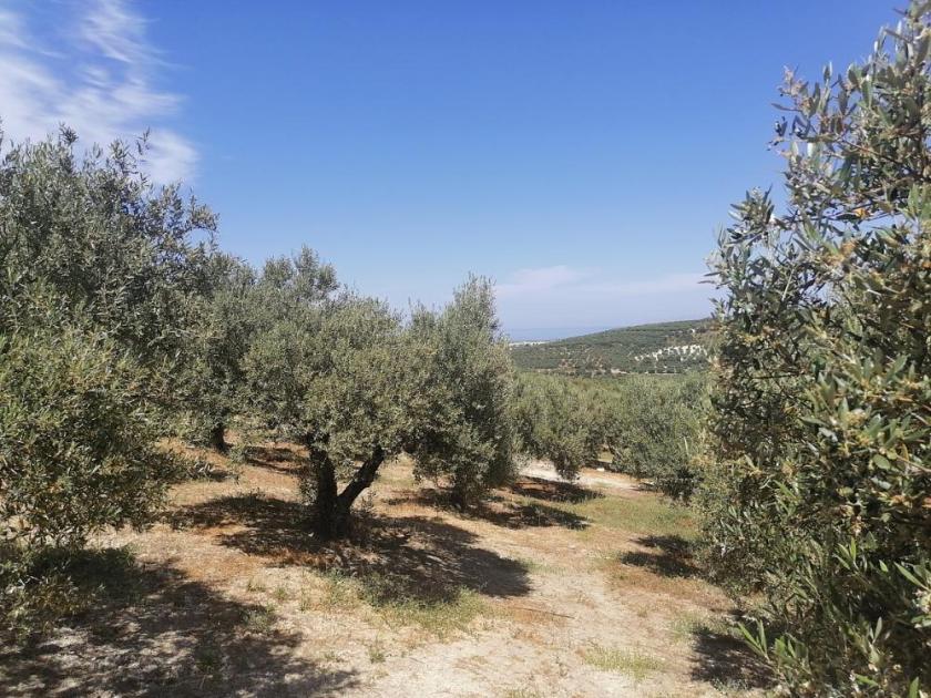 Grundstück kaufen Darmarochori max mwqj0gh2ipq4