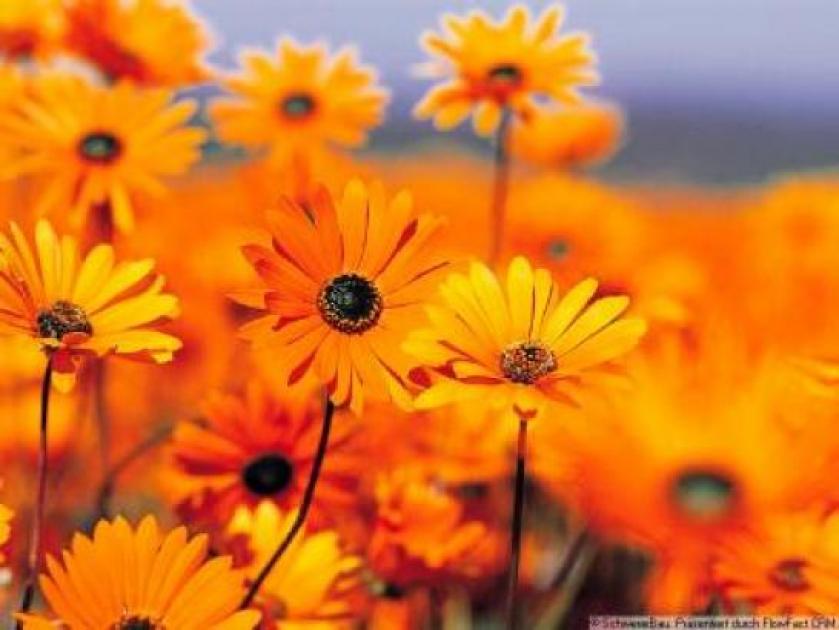 Grundstück kaufen Essingen max ep72pawuvv4k