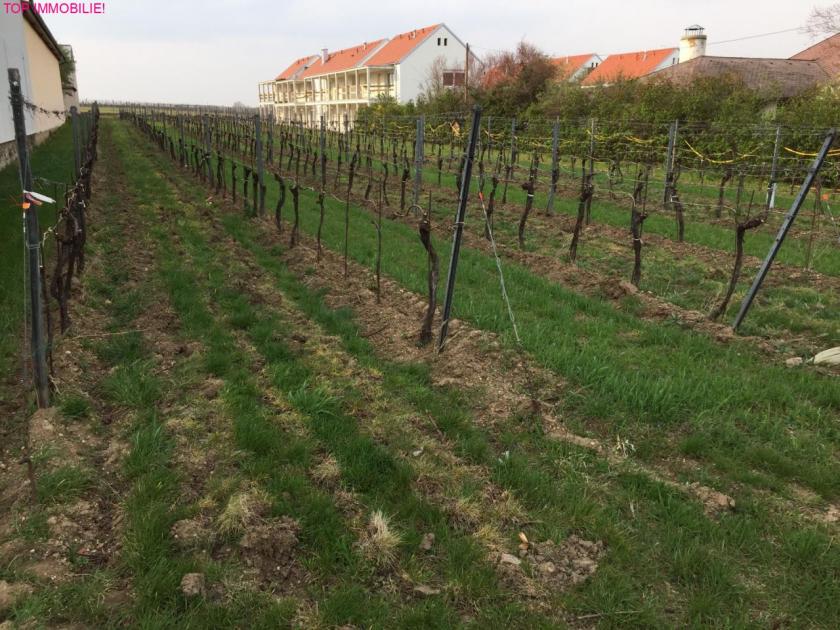 Grundstück kaufen Gols max lm4aj05i91ao