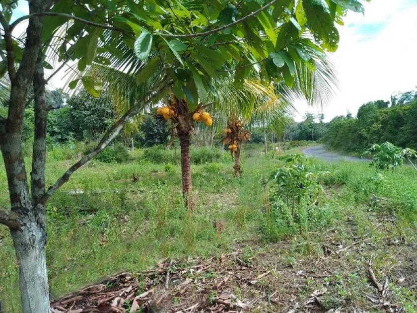 Grundstück kaufen max brotm5540ygq