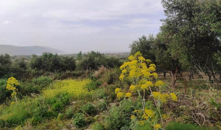 Grundstück kaufen Kavallos max tpystd3y694r