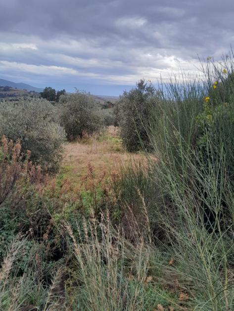 Grundstück kaufen magliano in toscana max t5qdyd7ef85q