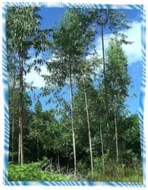 Grundstück kaufen Rio San Juan max f6ybrnpesou6