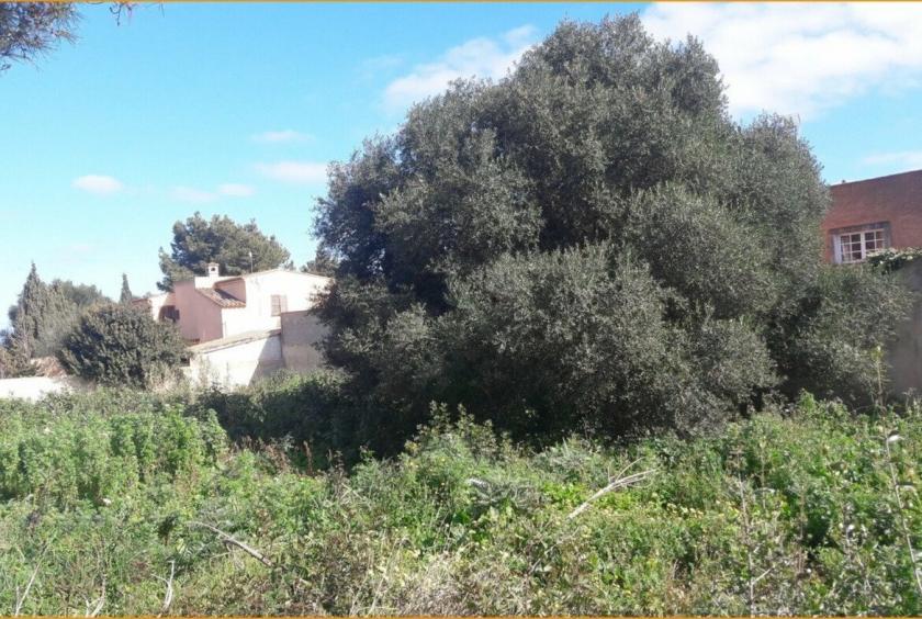 Grundstück kaufen Sa Coma max 39qc4tf2doai