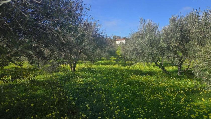 Grundstück kaufen Sivas max qamlu7igg8u2