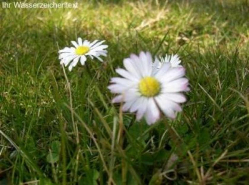 Grundstück kaufen Steinbach max 8dfcpnqdshvx