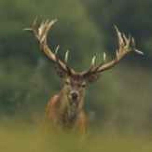 Haus kaufen Alcoy max sgezsqyt6ukl