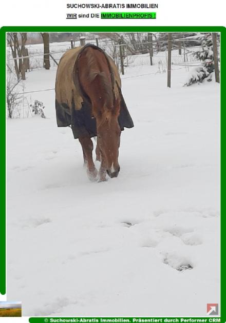 Haus kaufen Bad Belzig max u9cjrv0sszhq