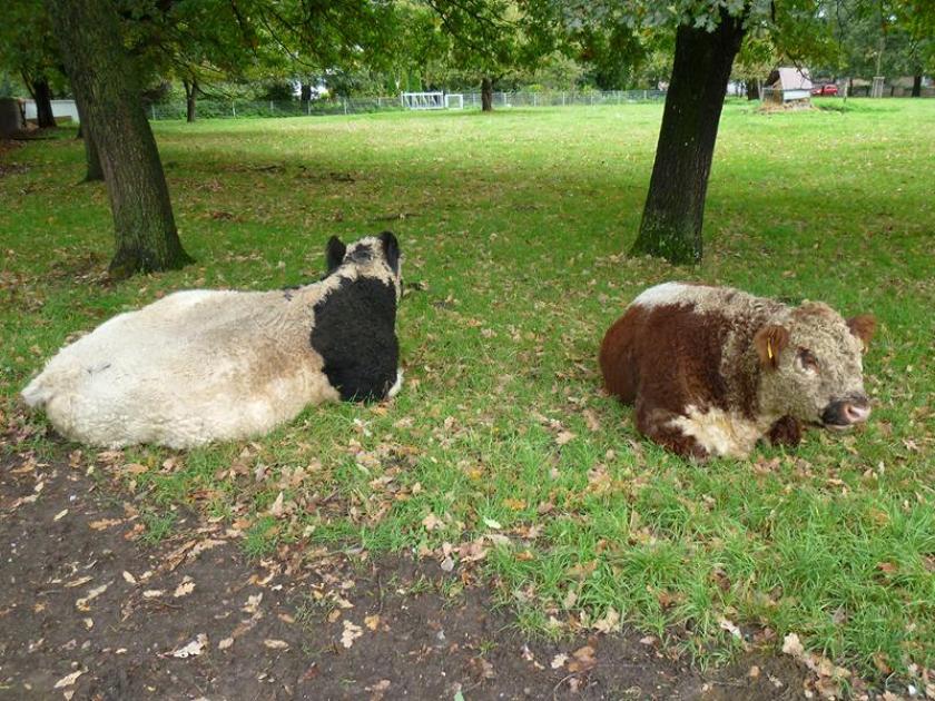 Haus kaufen Mörschied max pt7pcrghoj1e