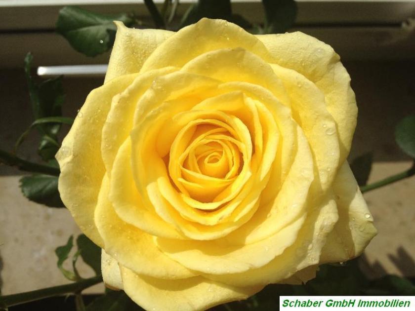 Wohnung mieten Jeßnitz max peon1muqrwtp